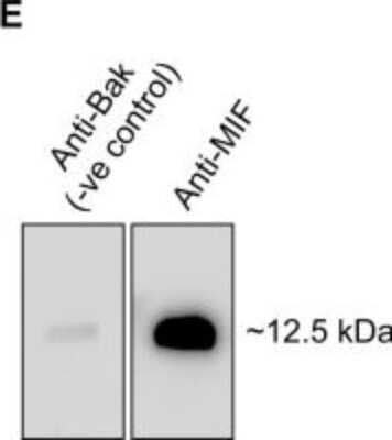 Western Blot: MIF Antibody [NBP1-81832]