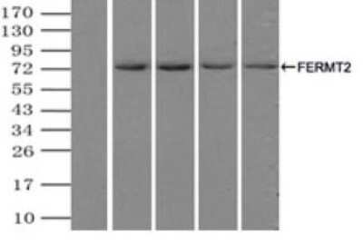Immunoprecipitation: MIG2/Kindlin-2 Antibody (OTI9E4) - Azide and BSA Free [NBP2-72687]