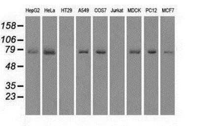 Western Blot: MIG2/Kindlin-2 Antibody (OTI9E4)Azide and BSA Free [NBP2-72687]