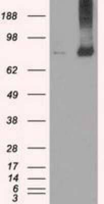 Western Blot: MIG2/Kindlin-2 Antibody (OTI9E4)Azide and BSA Free [NBP2-72687]