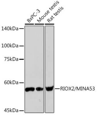 Western Blot: MINA Antibody (4E6G6) [NBP3-15931]