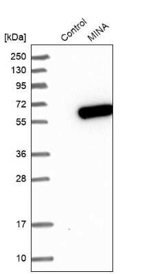 Western Blot: MINA Antibody [NBP1-89862]