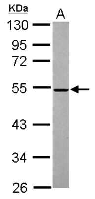 Western Blot: MINA Antibody [NBP2-17292]