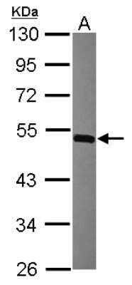 Western Blot: MINA Antibody [NBP2-17293]