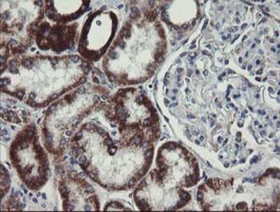 Immunohistochemistry: MINOS1 Antibody (OTI4H7) [NBP2-45550]