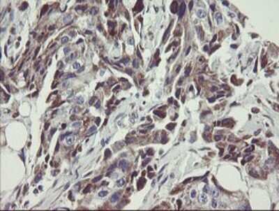 Immunohistochemistry: MINOS1 Antibody (OTI4H7) [NBP2-45550]