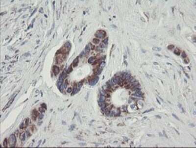 Immunohistochemistry: MINOS1 Antibody (OTI4H7) [NBP2-45550]
