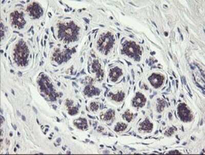Immunohistochemistry: MINOS1 Antibody (OTI4H7) [NBP2-45550]
