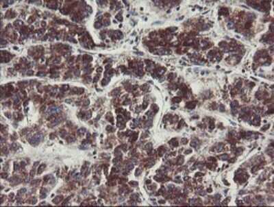 Immunohistochemistry: MINOS1 Antibody (OTI4H7) [NBP2-45550]