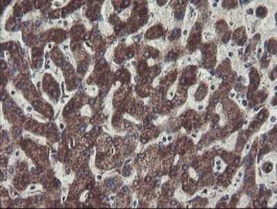 Immunohistochemistry: MINOS1 Antibody (OTI4H7) [NBP2-45550]