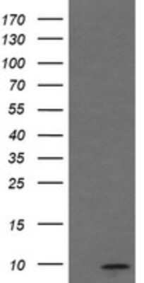 Western Blot: MINOS1 Antibody (OTI4H7) [NBP2-45550]