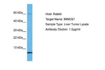 Western Blot: MINOS1 Antibody [NBP1-91587]