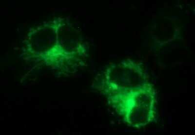 Immunocytochemistry/ Immunofluorescence: MINPP1 Antibody (OTI1B2) - Azide and BSA Free [NBP2-72693]