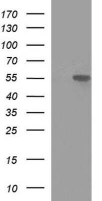 Western Blot: MINPP1 Antibody (OTI1B2)Azide and BSA Free [NBP2-72693]