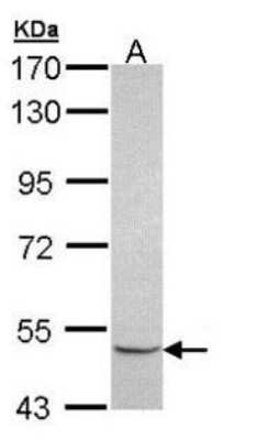Western Blot: MINPP1 Antibody [NBP1-32872]