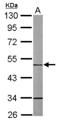 Western Blot: MINPP1 Antibody [NBP1-32872]