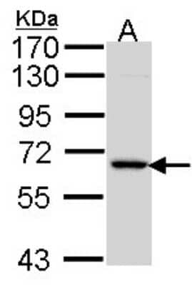 Western Blot: MINPP1 Antibody [NBP1-33491]