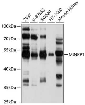 Western Blot: MINPP1 AntibodyBSA Free [NBP3-04933]