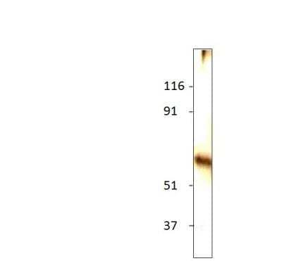 Western Blot: MINPP1 Antibody [NBP3-12403]