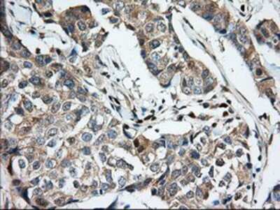 Immunohistochemistry-Paraffin: MIOX Antibody (OTI4G7) [NBP2-02771]