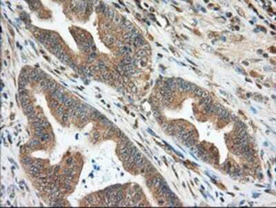 Immunohistochemistry-Paraffin: MIOX Antibody (OTI4G7) [NBP2-02771]