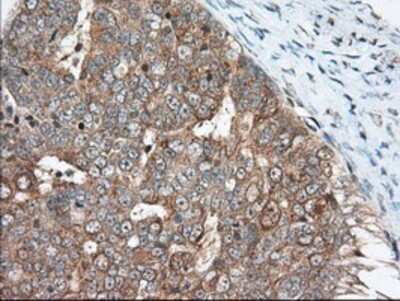 Immunohistochemistry-Paraffin: MIOX Antibody (OTI4G7) [NBP2-02771]