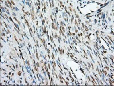 Immunohistochemistry-Paraffin: MIOX Antibody (OTI4G7) [NBP2-02771]
