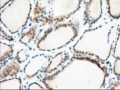 Immunohistochemistry-Paraffin: MIOX Antibody (OTI4G7) [NBP2-02771]