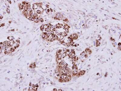 Immunohistochemistry-Paraffin: MIOX Antibody [NBP2-15030]