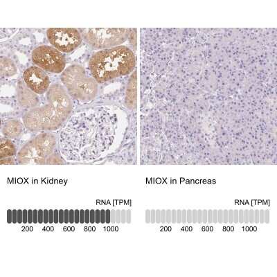 Immunohistochemistry-Paraffin: MIOX Antibody [NBP2-31975]