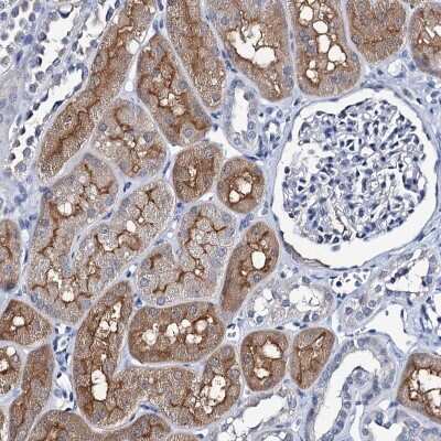 Immunohistochemistry-Paraffin: MIOX Antibody [NBP2-31976]
