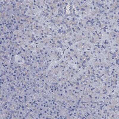 Immunohistochemistry-Paraffin: MIOX Antibody [NBP2-31976]