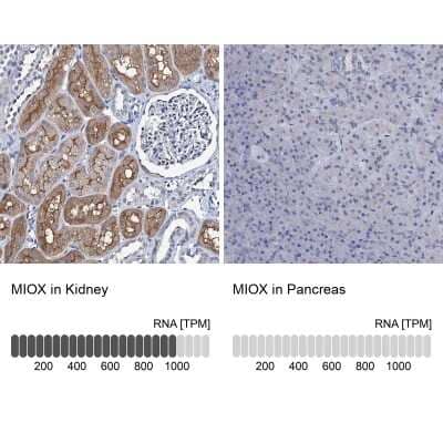 Immunohistochemistry-Paraffin: MIOX Antibody [NBP2-31976]