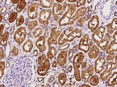 Immunohistochemistry-Paraffin: MIOX Antibody [NBP2-98517]