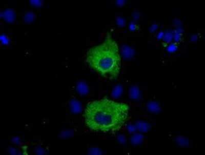 Immunocytochemistry/ Immunofluorescence: MIOX Antibody (OTI4G7) - Azide and BSA Free [NBP2-72697]