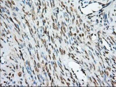 Immunohistochemistry: MIOX Antibody (OTI4G7) - Azide and BSA Free [NBP2-72697]