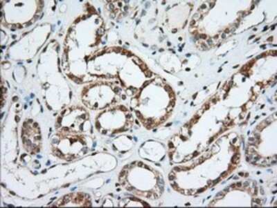 Immunohistochemistry: MIOX Antibody (OTI4G7) - Azide and BSA Free [NBP2-72697]