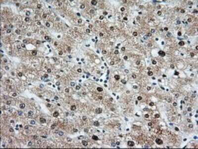 Immunohistochemistry: MIOX Antibody (OTI4G7) - Azide and BSA Free [NBP2-72697]