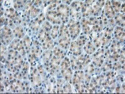 Immunohistochemistry: MIOX Antibody (OTI4G7) - Azide and BSA Free [NBP2-72697]