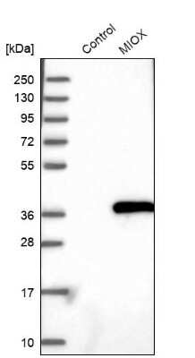 Western Blot: MIOX Antibody [NBP2-31975]