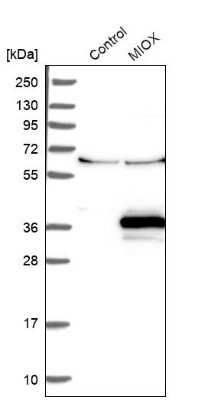 Western Blot: MIOX Antibody [NBP2-31976]