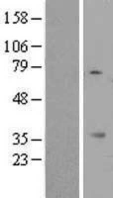 Western Blot: MIOX Overexpression Lysate [NBL1-13114]