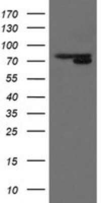 Western Blot: MIPEP Antibody (OTI5E7)Azide and BSA Free [NBP2-72706]