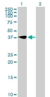 Western Blot: MIR16 Antibody [H00051573-B01P]