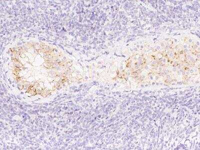 Immunohistochemistry-Paraffin: MIS/AMH Antibody (14) [NBP3-11761]