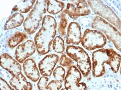 Immunohistochemistry-Paraffin: MIS/AMH Antibody (AMH/6713R) - Azide and BSA Free [NBP3-08459]