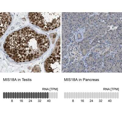 Immunohistochemistry-Paraffin: MIS18A Antibody [NBP1-88943]