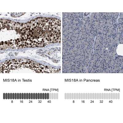 Immunohistochemistry-Paraffin: MIS18A Antibody [NBP1-88944]