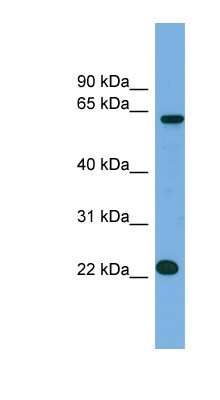 Western Blot: MIS18A Antibody [NBP1-70753]