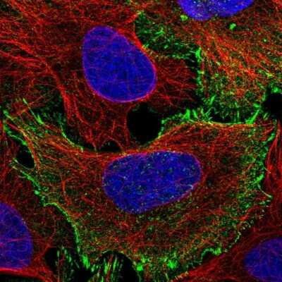 Immunocytochemistry/ Immunofluorescence: MISP1 Antibody [NBP2-14390]
